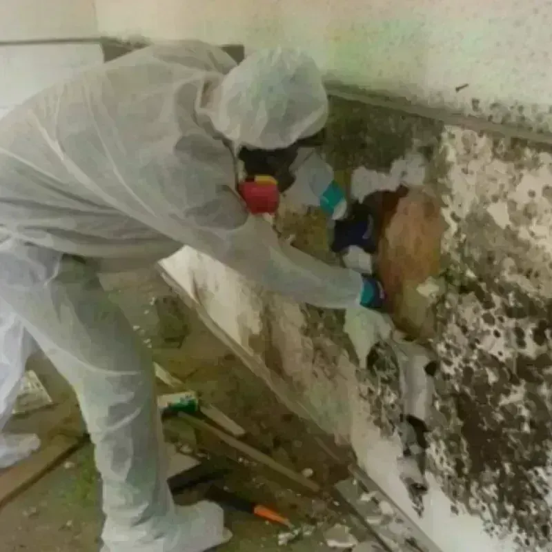 Mold Remediation and Removal in Whitaker, PA